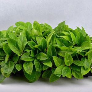 فیکوس آلتیسما